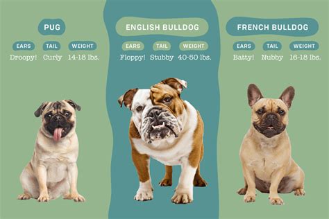 Differences Between a Pug vs. French Bulldog vs. English Bulldog