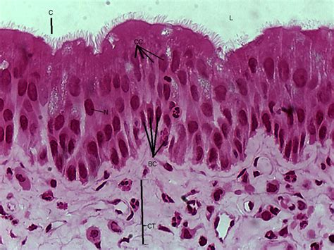 Pseudostratified Columnar Epithelium Histology Jotscroll