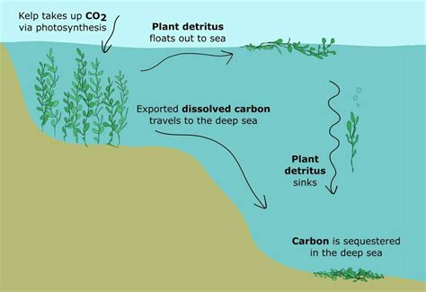 The Biggest Carbon Sink of All | Anthropocene Magazine