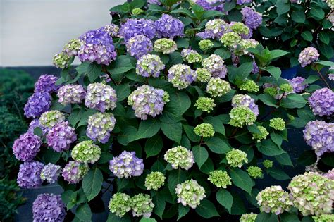 Ask an expert: Get hydrangea to sprout roots for successful transplant ...