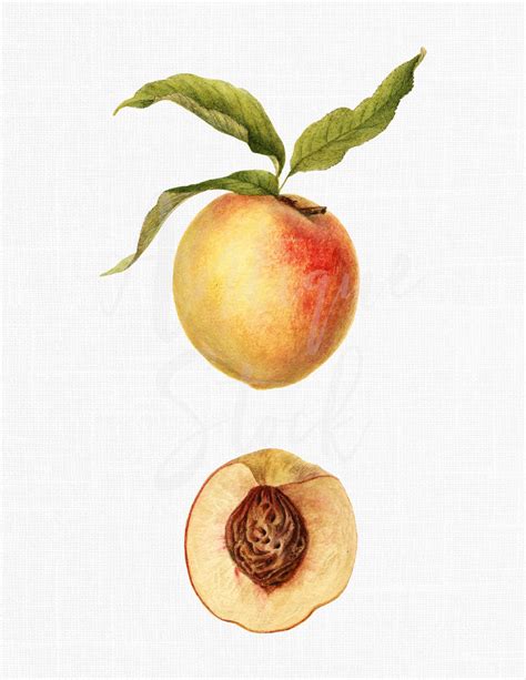 Botanical Illustration Peach Print Connett Southern | Etsy