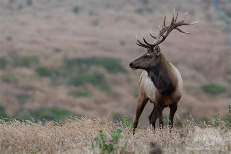 Point Reyes Wildlife - Fascination Wildlife