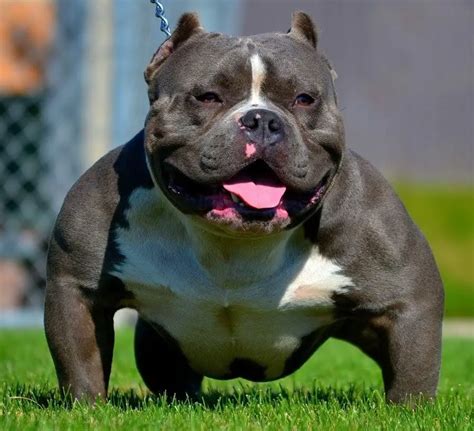 American Bully - Temperament, Types, Best Companion Dog Breeds (2022)