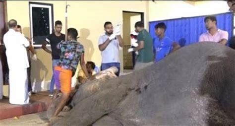 Defence Ministry to probe shooting of elephant | Colombo Gazette