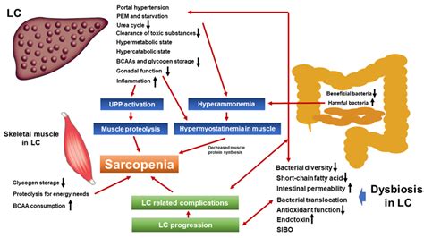 Malnutrition And Liver Disease - Captions Pages