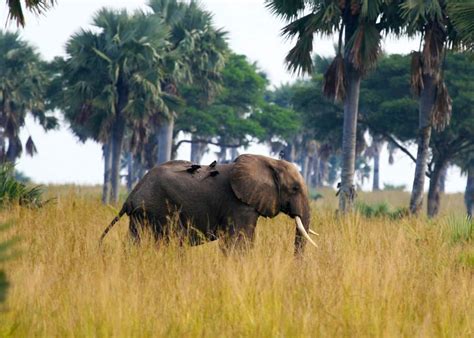 Elephant in Uganda animal #uganda #animals #africa #facts #uganda365 # ...