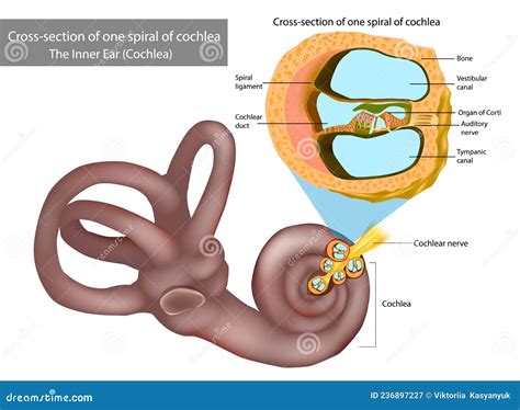 The Inner Ear Cochlea. Cross-section Of One Spiral Of Cochlea. Organ Of ...