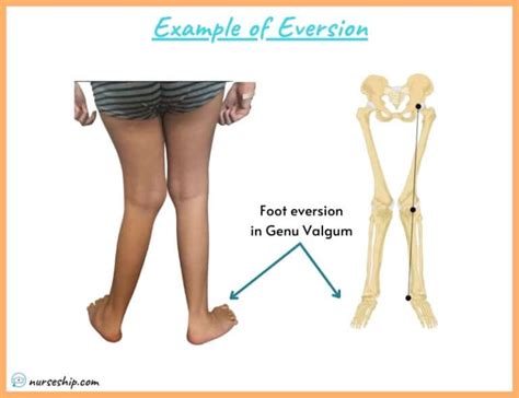 Inversion VS Eversion in Anatomy - Nurseship.com