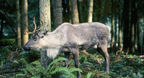 Boreal Woodland Caribou | Wilderness Committee