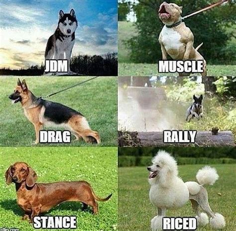 Dogs vs Cars | Car guy memes, Funny car memes, Car humor