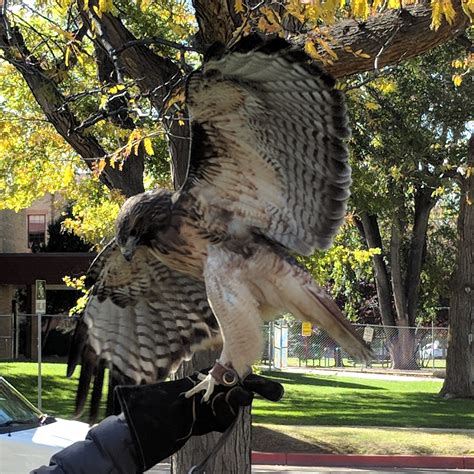 Bird of Prey Classroom Activity Ideas!