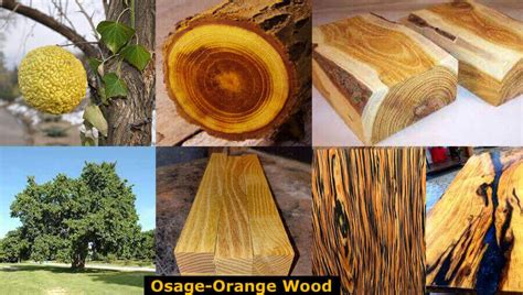 Osage-Orange Wood - WoodworkMag.Com