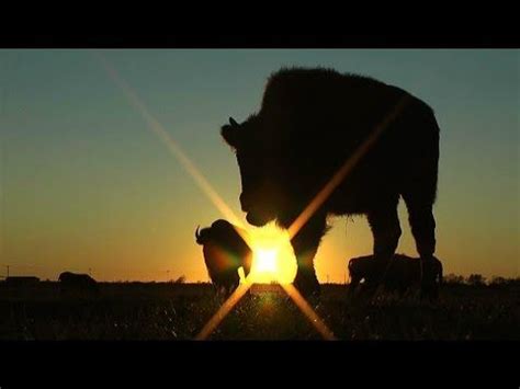 White Buffalo: An American Prophecy Trailer 2017 | Native people ...