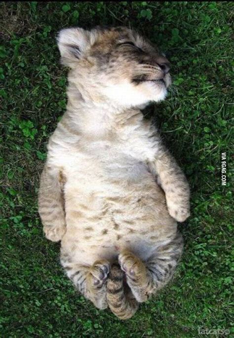 Sleeping lion cub - 9GAG