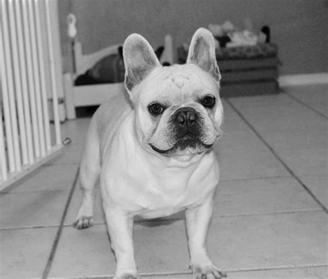 French Bulldog Puppies For Sale | Tomball, TX #185350