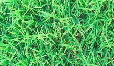 Durva grass: Facts, growth, and benefits of Cynodon dactylon