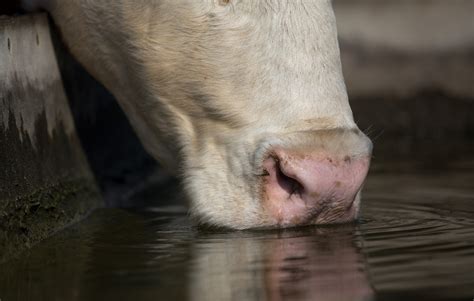 Water Quality Tips to Increase Weight Gain in Cattle - Drinking Post Automatic Waterer