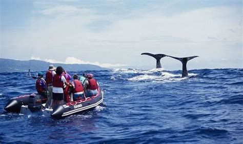 Whale watching in the Azores | Azores, Whale watching, Whale