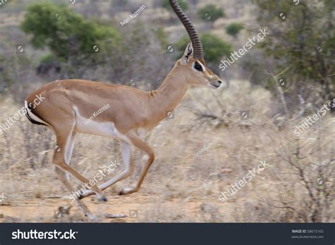 Male Grant'S Gazelle (Nanger Granti) Running In Tsavo National Park ...