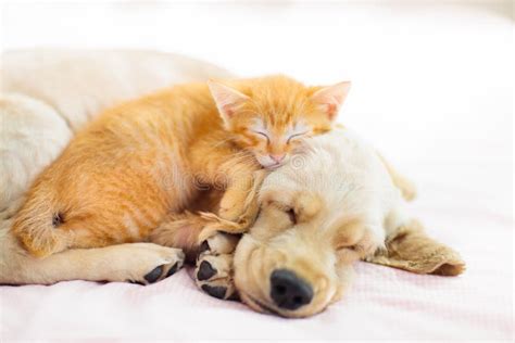 Cat and Dog Sleeping. Puppy and Kitten Sleep Stock Photo - Image of adorable, kitten: 157415414