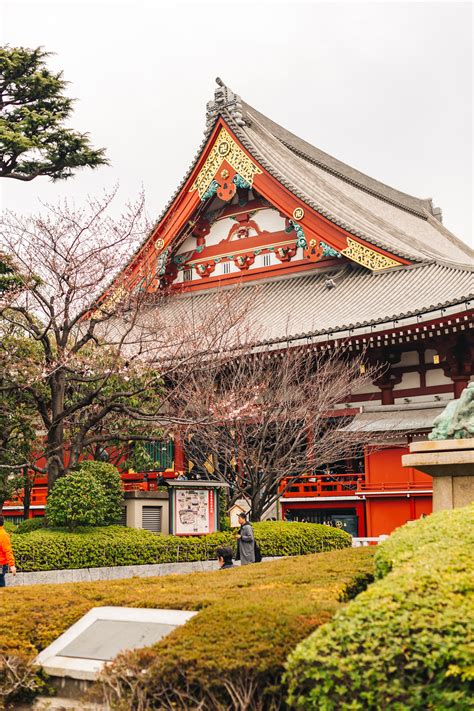 8 Things You Should Know Before Visiting Asakusa Sensoji Temple During Cherry Blossom Season ...