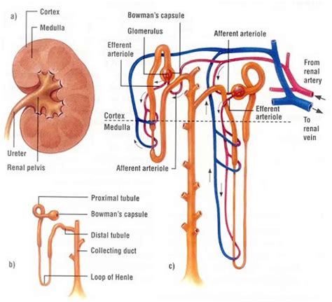 Explain the Important Differences Between Blood Plasma and Glomerular Filtrate