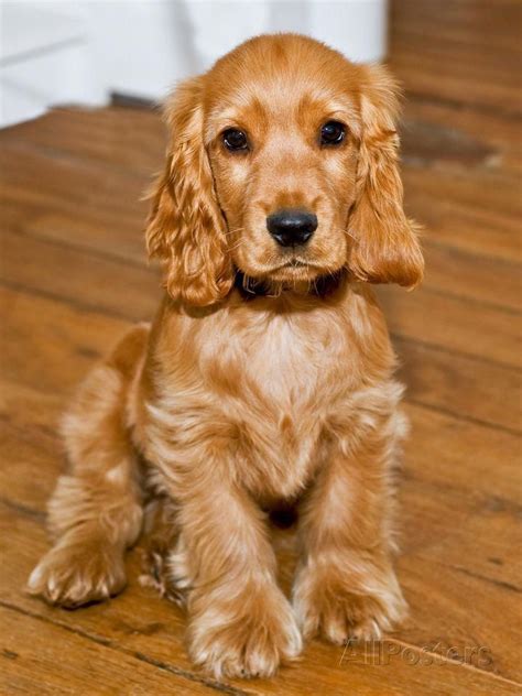 Dog Breeds - Cocker Spaniel - Puppies - English Cocker Photographic Print at AllPosters.com ...