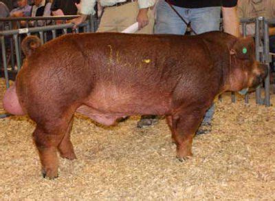 Duroc Pig Breed Info, Meat/Pork Production, Farming, Pictures | Breeds List | Pig breeds, Pig ...