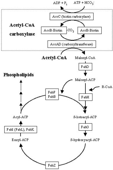 Fatty Acid Synthesis Pathway Diagram