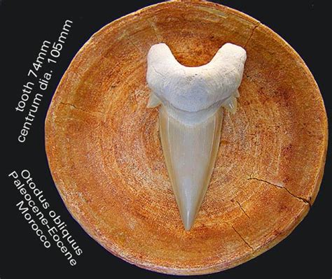 Eocene Otodus obliquus - Members Gallery - The Fossil Forum