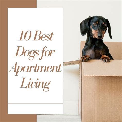 The Canine Roommate: Top 10 Best Dog Breeds for Apartment Living ...