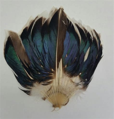 Rooster & Goose Feathers For Sale - Saddles, Hackles & Schlappen