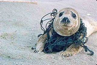 This innocent seal is entangled in a trawl net. Trawl nets Are used to catch fish. You pull the ...