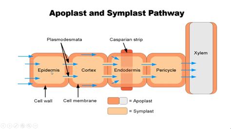 Apoplast and symplast pathway - YouTube