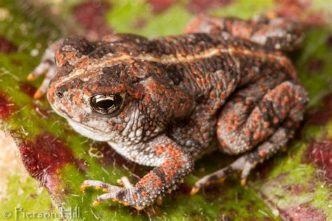 fauna — toadschooled: A sweet little Oak toad, Anaxyrus... | Toad, Frog and toad, Amphibians