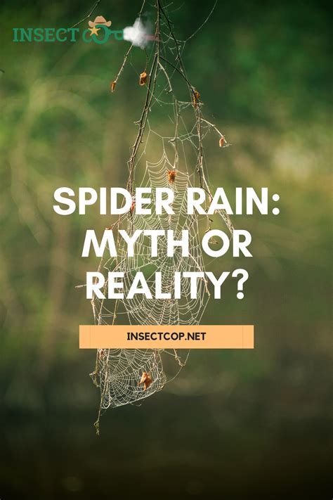 Spider Rain: Myth or Reality? | INSECT COP | Spider, Spider species, Raining spiders