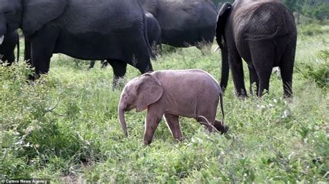 Little elephant is pretty in pink! Rare calf with condition that causes loss of pigmentation is ...