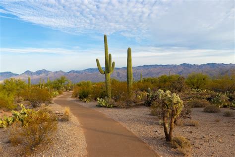 Saguaro National Park Travel Guide - Parks & Trips