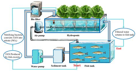 Recirculating Aquaponic Systems