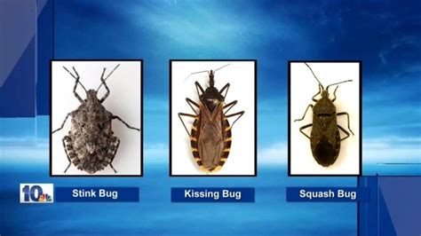 Tiny, but dangerous: Avoid deadly 'kissing bug'