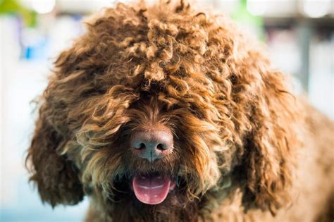 15 Curly Haired Dogs with Pictures | Reader's Digest