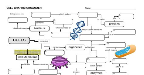 Cell Graphic Organizer.pdf | Reading graphic organizers, Graphic organizers, Concept map