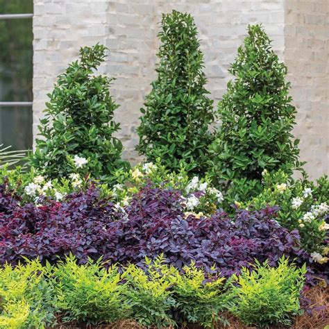 Holly trees | Front yard plants, Southern living plants, Backyard ...