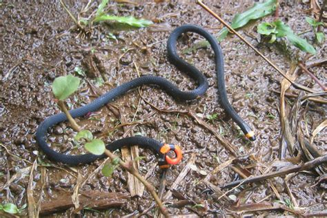 Slender Black Coral Snake | Project Noah