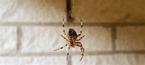 When is Spider Season in the UK | Fantastic Pest Control