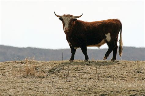 Murkowski halts federal work toward removal of feral cattle from Aleutian islands – Eye on the ...