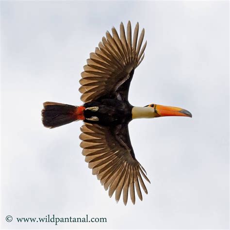 Toco Toucan flying in the Pantanal, Brazil | Pantanal, Pet birds, Toco toucan