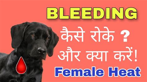 How to stop /manage bleeding of female dog in heat. - YouTube