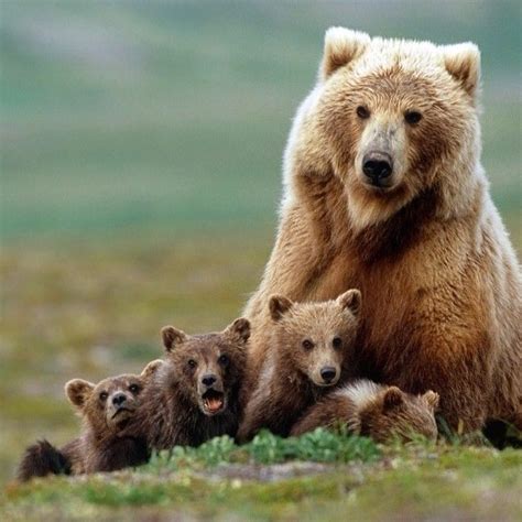 Momma Bear And Cubs Pictures, Photos, and Images for Facebook, Tumblr ...