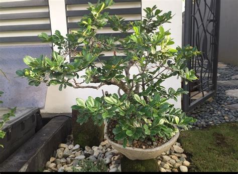 Kamagong tree - 2015 | Plants, Bonsai, Tree